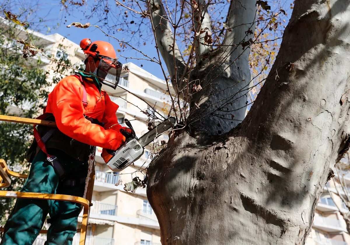 Un operario retira las ramas de un árbol.