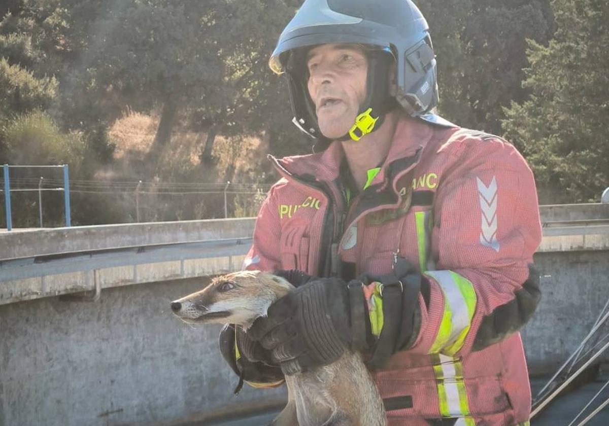 Los Bomberos rescatan un zorro en la depuradora de Guijuelo