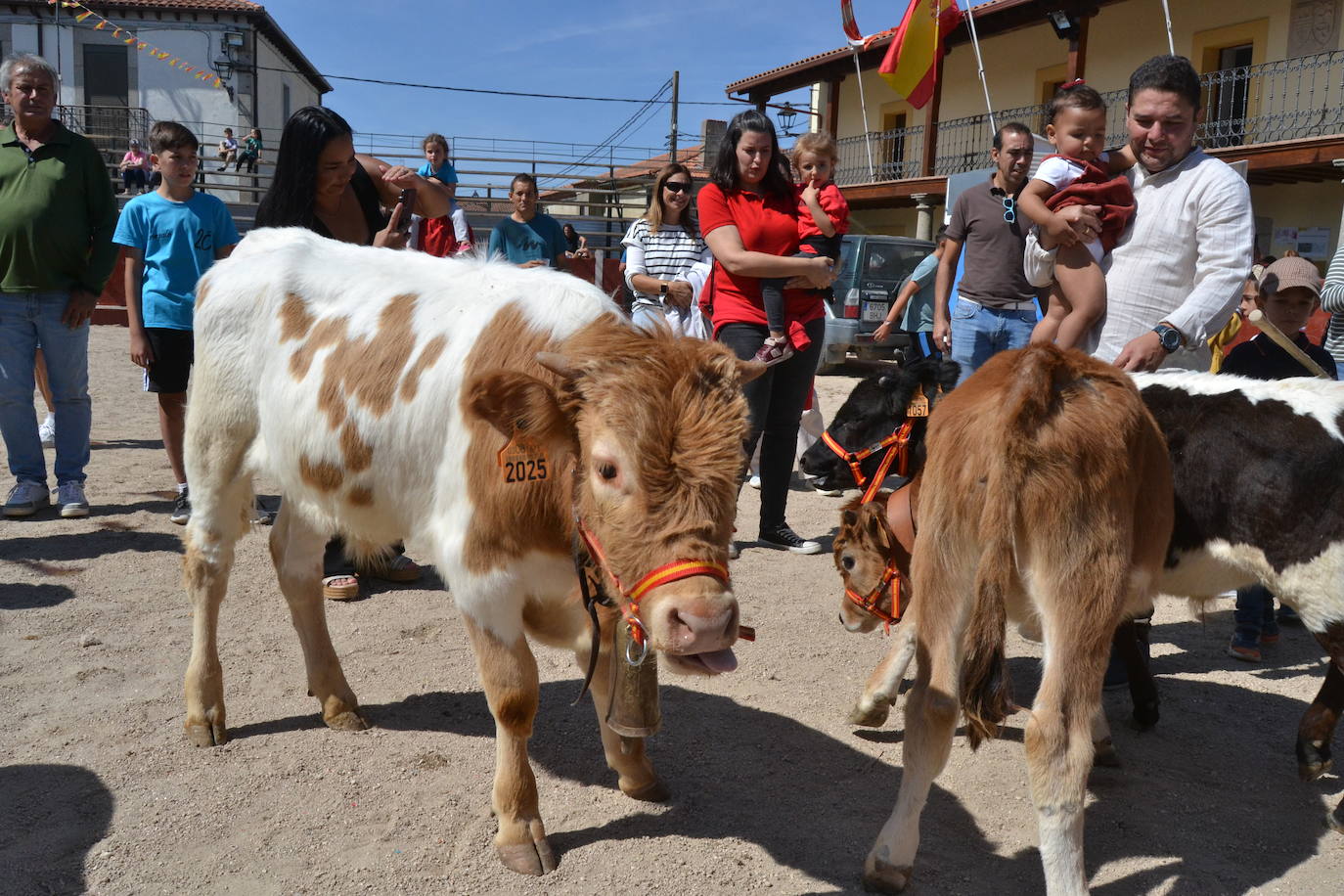 Bello y vistoso encierro a caballo en Bañobárez