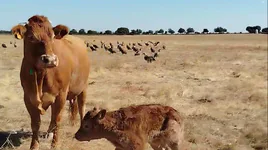 La vaca y su ternero y, al lado, centenares de buitres a la espera.