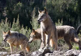 Varios lobos ibéricos.