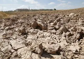 Terreno seco pese a las últimas lluvias.