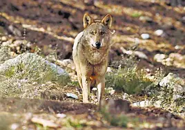 Ejemplar de lobo ibérico, en la Sierra de La Culebra.