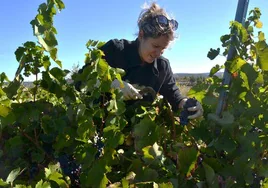 Una mujer participa en las labores de recolecta de la uva en su viñedo situado en las afueras de Corporario.