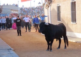 Encierro de Tarazona de la Guareña