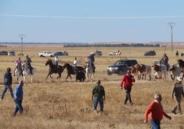 Encierro campero en Tarazona de la Guareña