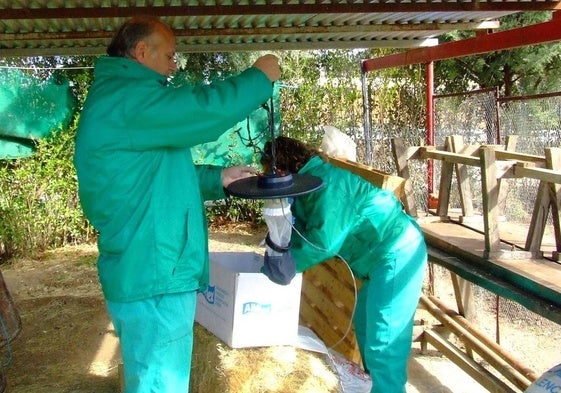 Colocación de trampas para mosquitos.