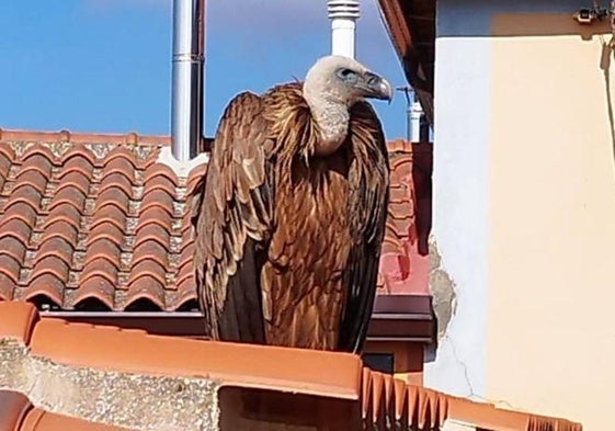 «Manolito», en uno de los tejados del municipio.