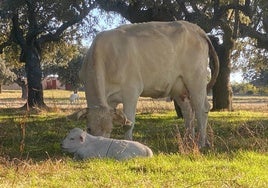 Esta herramienta ayuda al ganadero de vacuno de carne en la identificación de los animales más productivos de su explotación.