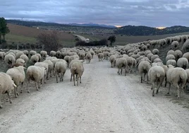 El ovino será el ganado objeto de esta vacunación voluntaria.