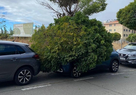 Un árbol caído encima de un coche por culpa del temporal.