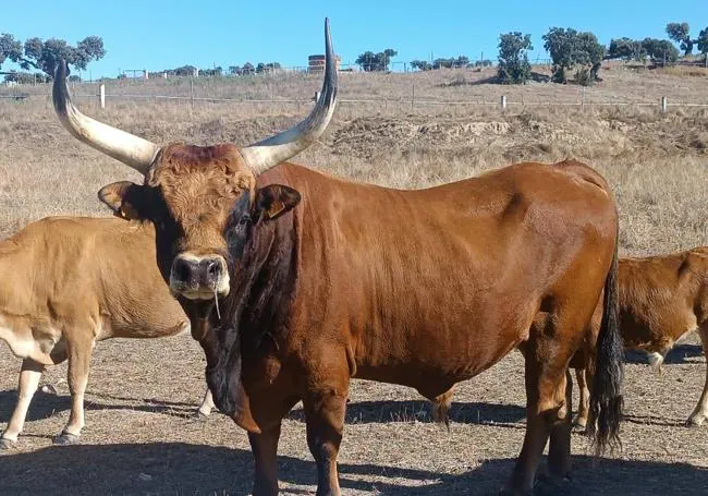 El espectacular toro «Cautiverio», arriba, y a la derecha, una de las cachenas con su cría.