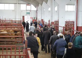 Mercado de ganado de Salamanca.