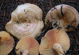 Imagen de una recogida de setas.