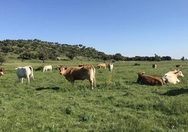 Vacas en un pueblo de Salamanca.