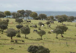 Ganado en fincas de la provincia de Salamanca.