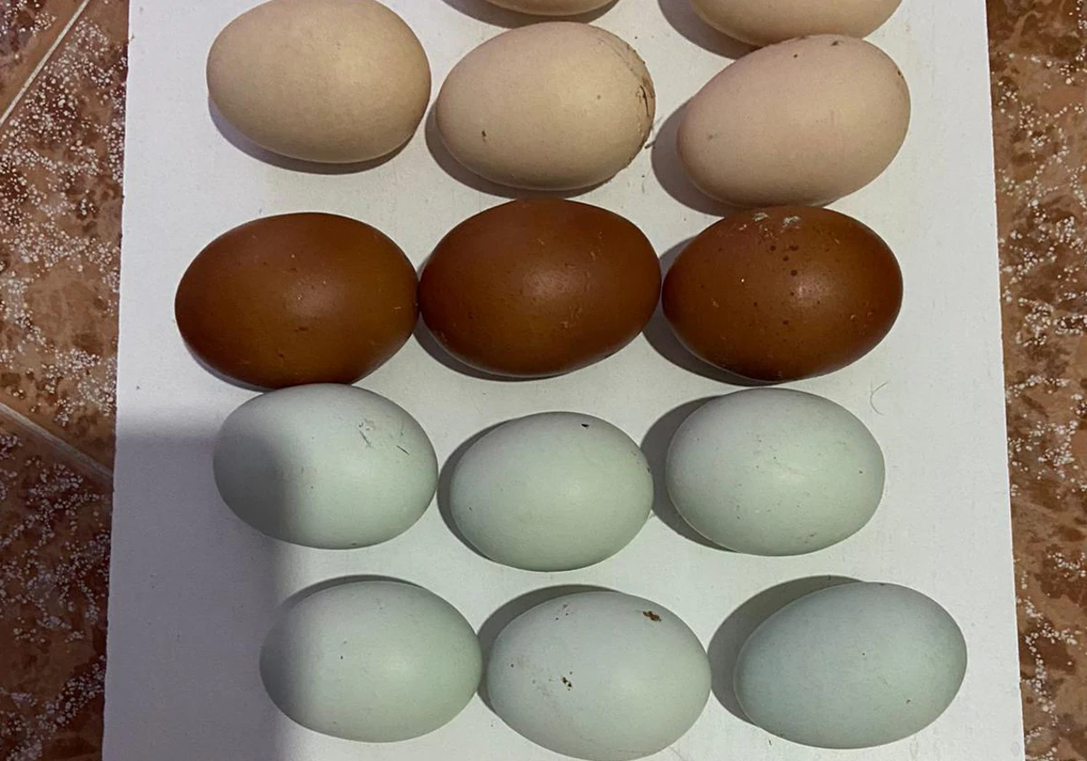 Huevos de diferentes colores.