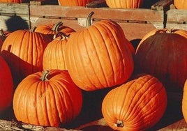 Imagen de calabazas.