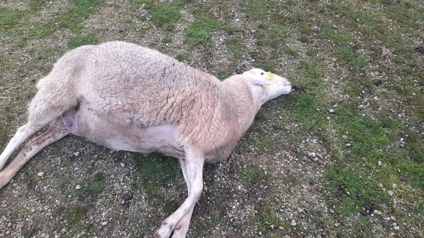 Ataque del lobo en Encina de San Silvestre: el ganadero suma ya 45 ovejas muertas desde mayo