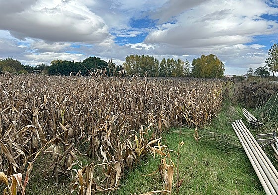 Parcela de maíz y al fondo, de girasol.