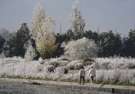 Una helada cae sobre la vegetación en Salamanca en un día de intenso frío.