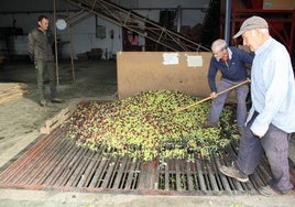 Descarga de aceituna en la almazara para comenzar a molturar.