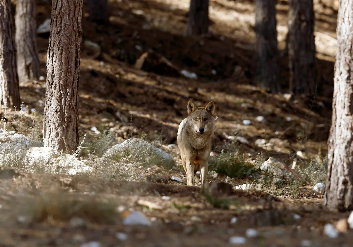 Lobo en la sierra de La Culebra.