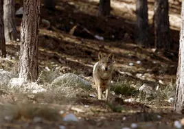 Lobo en la sierra de La Culebra.