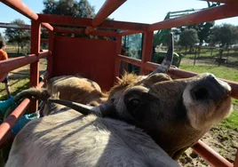 Pruebas de saneamiento ganadero que realizan ahora veterinarios de Eulen.