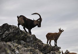 Cabras montesas en la Peña de Francia.