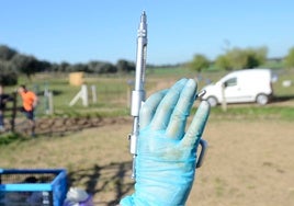 Sorprendentes cifras de vacunación de lengua azul en Salamanca