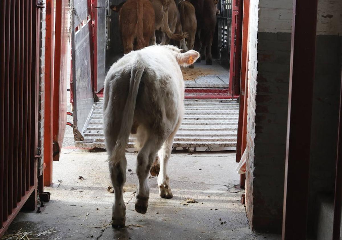 Terneros entrando en un camión en el mercado de ganados de Salamanca.