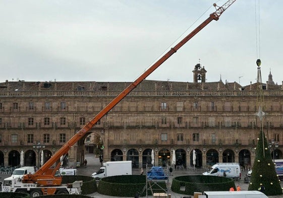 Montaje del árbol navideño en la Plaza Mayor este martes.