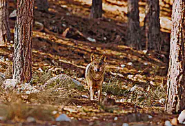 Ejemplar de lobo ibérico.