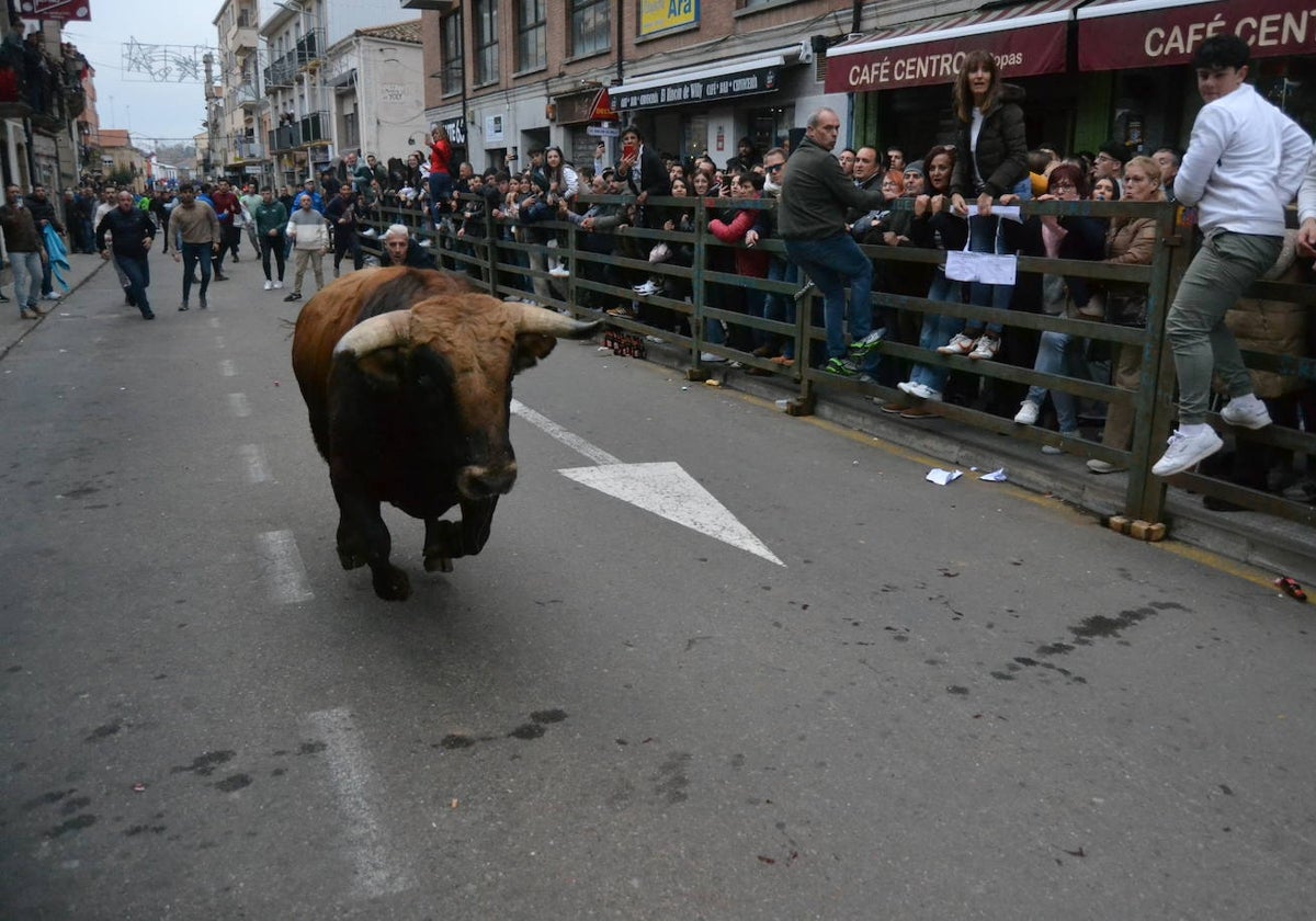 Un emocionante Toro de San Nicolás abarrota Vitigudino