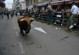 El toro pasa a toda velocidad por el recorrido urbano