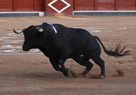 VIrrey, un toro de García Jiménez en La Glorieta en la Feria de 2024.