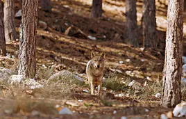 Ejemplar de lobo ibérico.