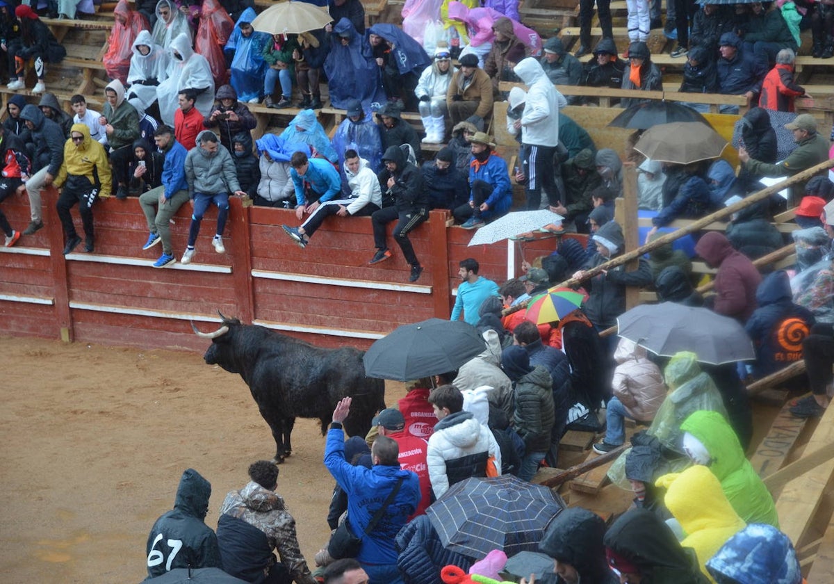 Encierro durante el Carnaval del Toro del año pasado.