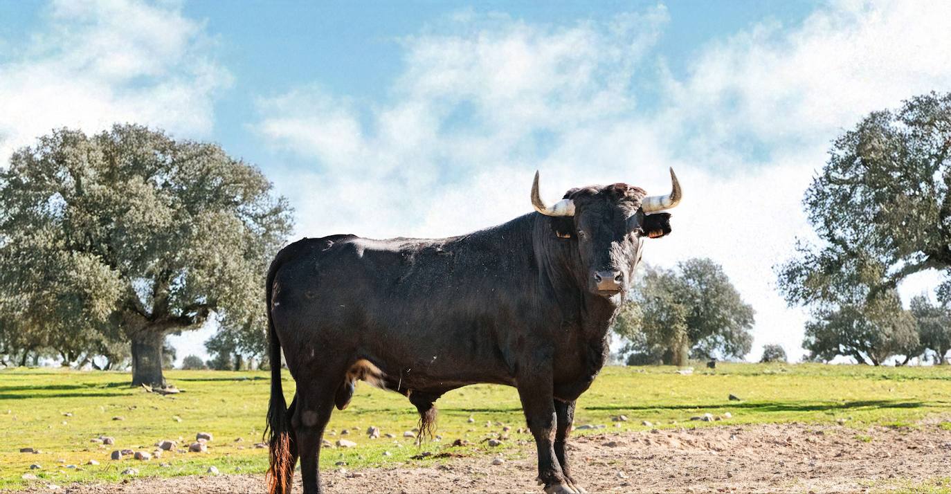 Jilguero y Triguero, protagonistas del Toro de San Sebastián de Ciudad Rodrigo