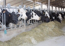 Vacas lecheras, en Amatos de Alba.