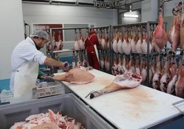 Perfilado de jamones, en una sala de despiece de Guijuelo.