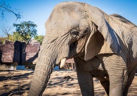 Muere en Barcelona la elefanta africana Yoyo, la más longeva del mundo