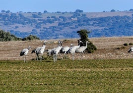 Grullas alimentándose en un campo.