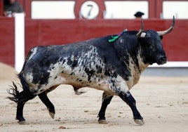 Un toro de Domingo Hernández, en Las Ventas en 2017.