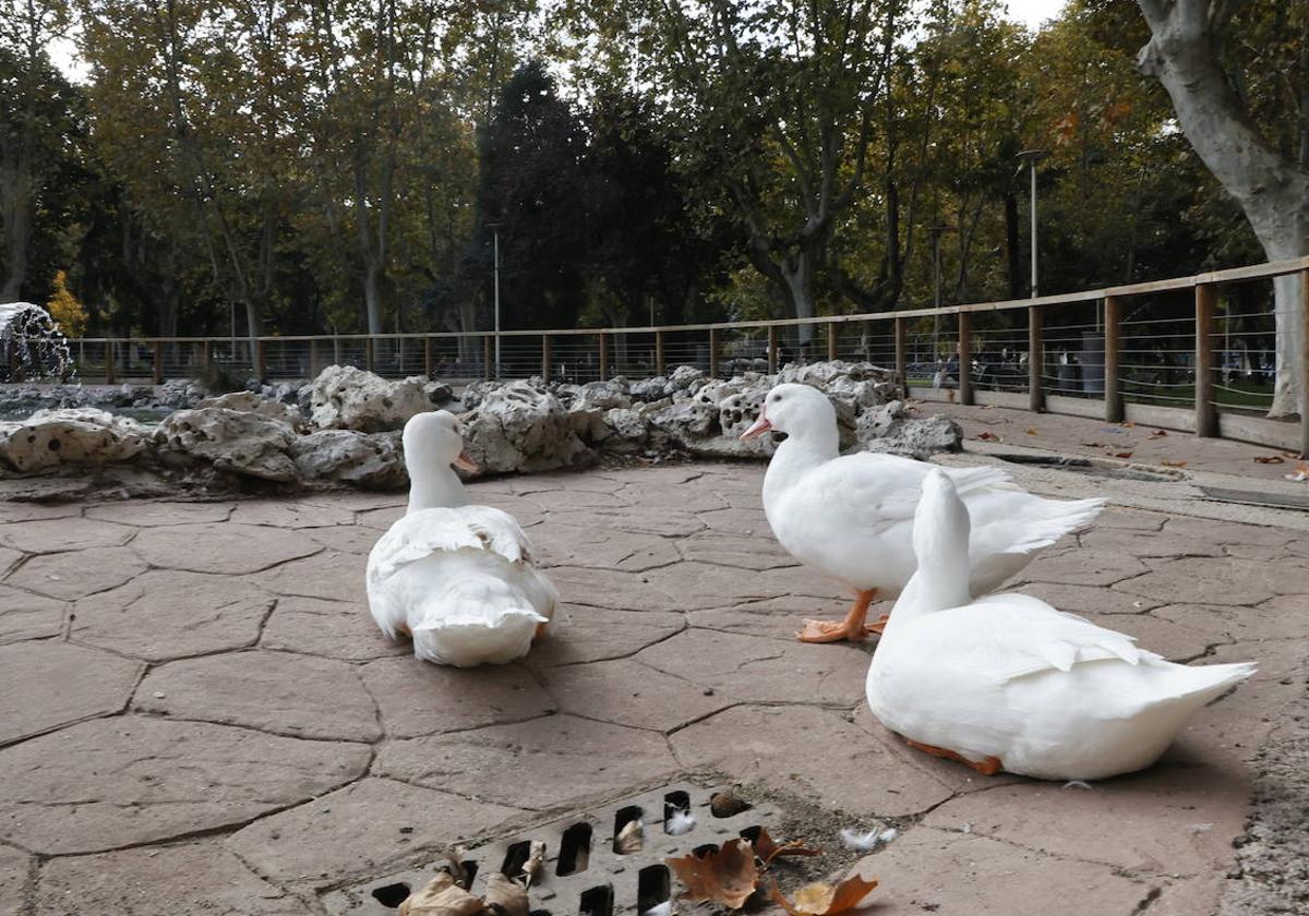 El pasado noviembre volvieron los patos a La Alamedilla.