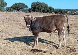 Ternero de raza «brown swiss» recientemente vendido por una explotación salmantina.