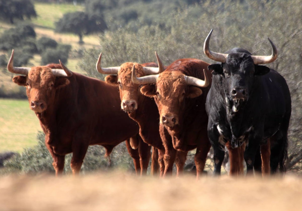 Toros de El Pilar en la finca de El Puerto de la Calderilla.