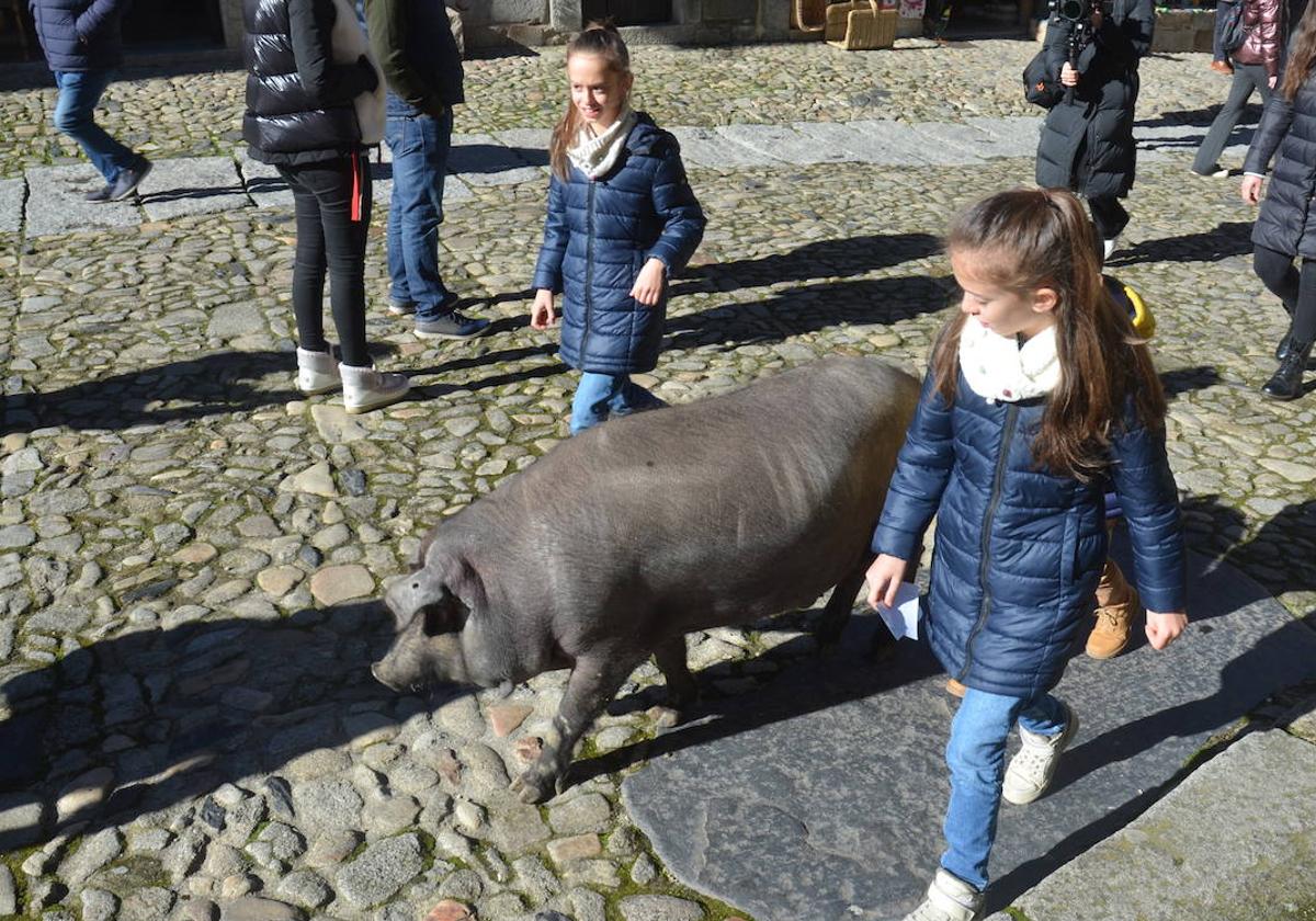 El marrano pasea por las calles de La Alberca.