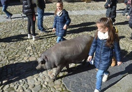 El marrano pasea por las calles de La Alberca.